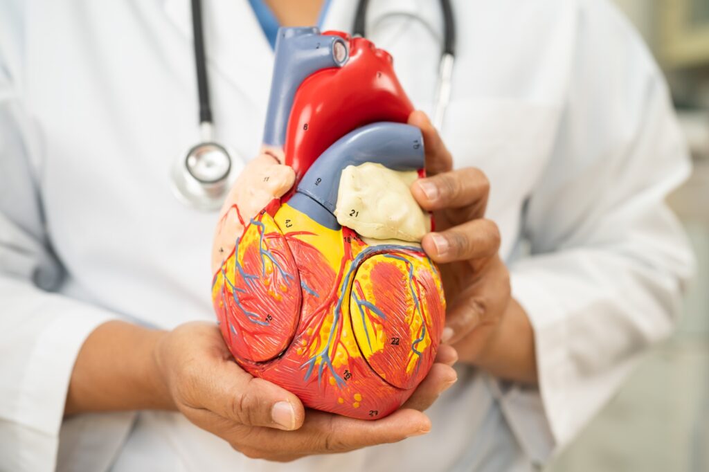 Cardiovascular disease CVD, Asian doctor holding human anatomy model for learn and treat heart