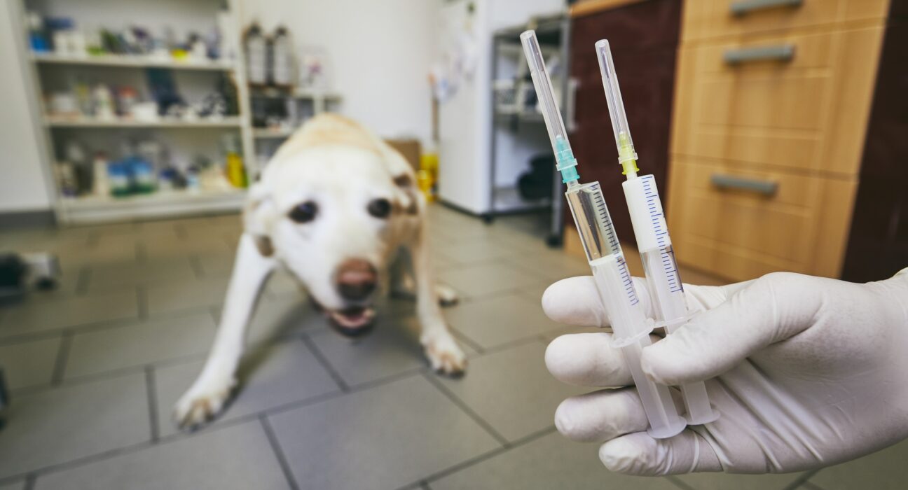 Sick dog in animal hospital