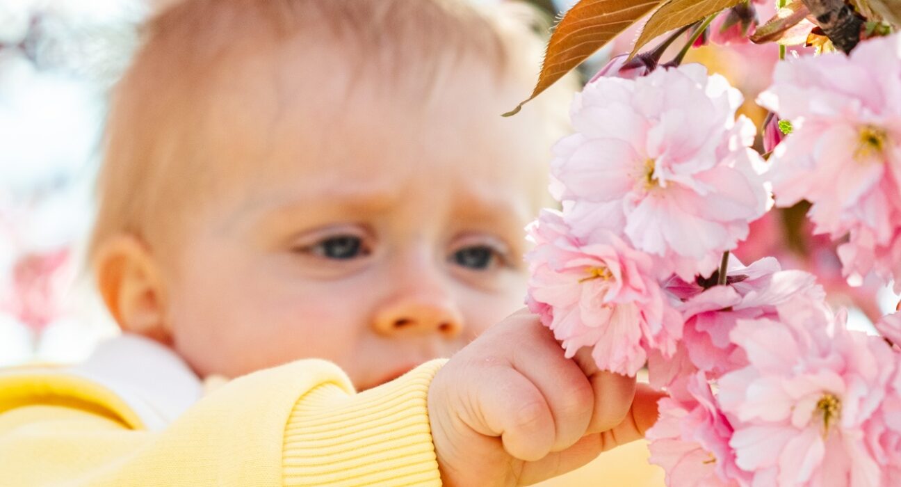 a kid explores how cherry blossoms bloom