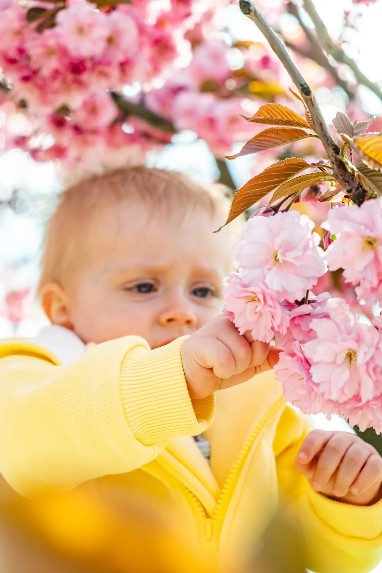 a kid explores how cherry blossoms bloom