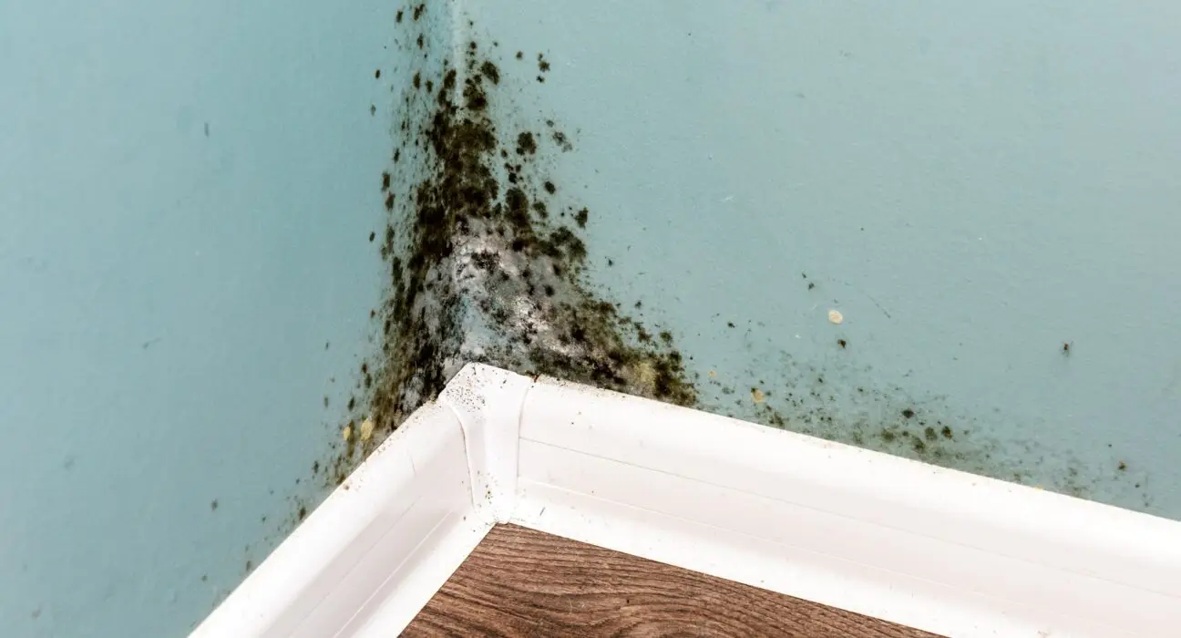 Black mould on wall closeup