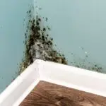 Signs of Mold in Your House: What to Look For and How to Respond [2025 Guide]
