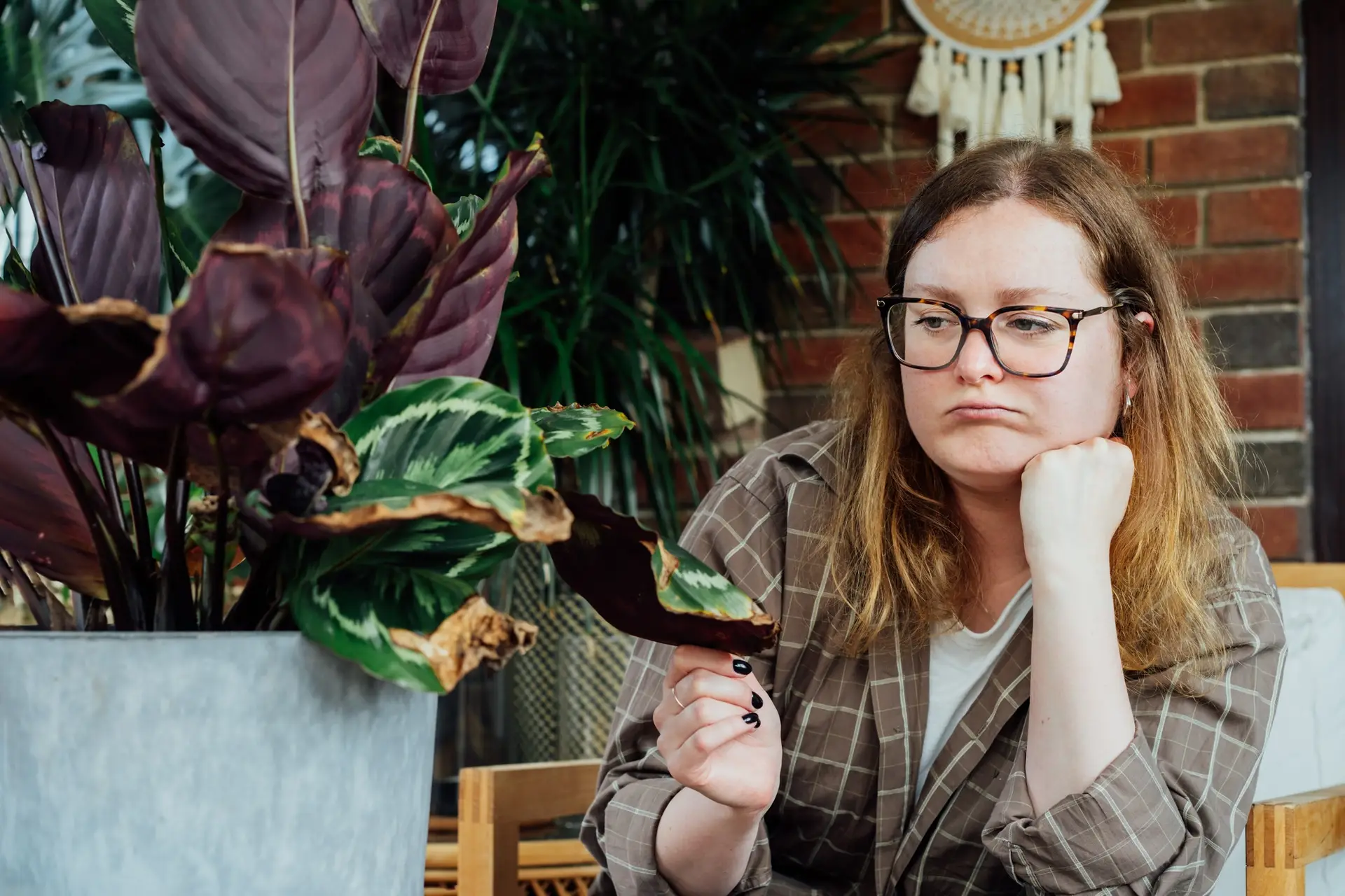 Frustrated upset woman examining dried foliage of Calathea plant. Houseplants diseases.