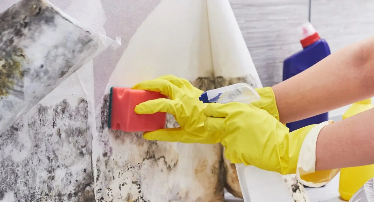 Housekeeper's Hand With Glove Cleaning Mold From Wall With Sponge And Spray Bottle