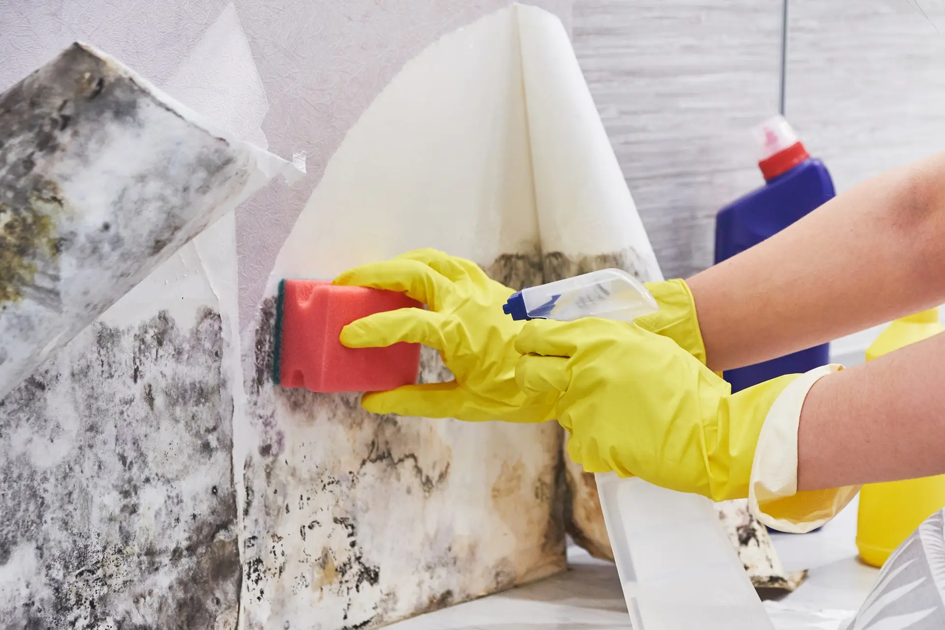 Housekeeper's Hand With Glove Cleaning Mold From Wall With Sponge And Spray Bottle