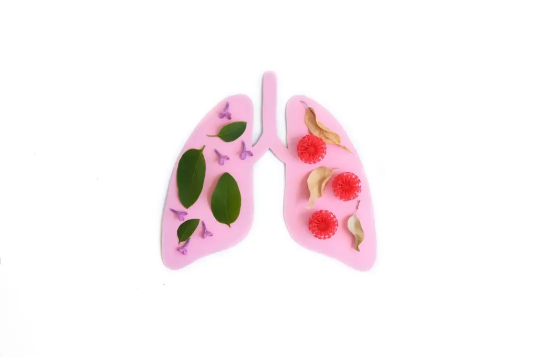 Coronavirus concept. Paper lungs with red balls.