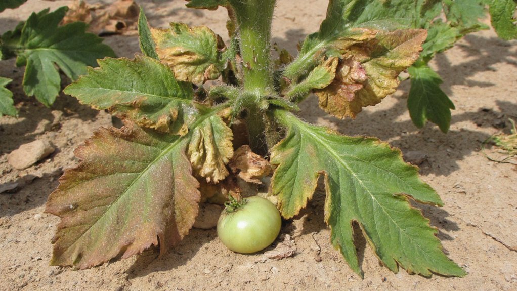 early hypokalemia warning signs