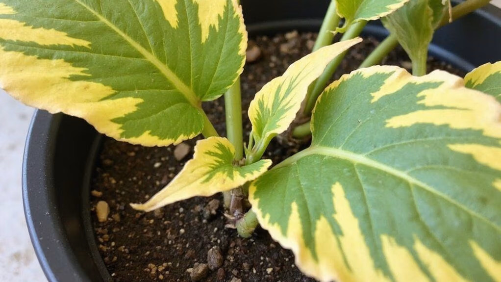 magnesium deficiency warning signs