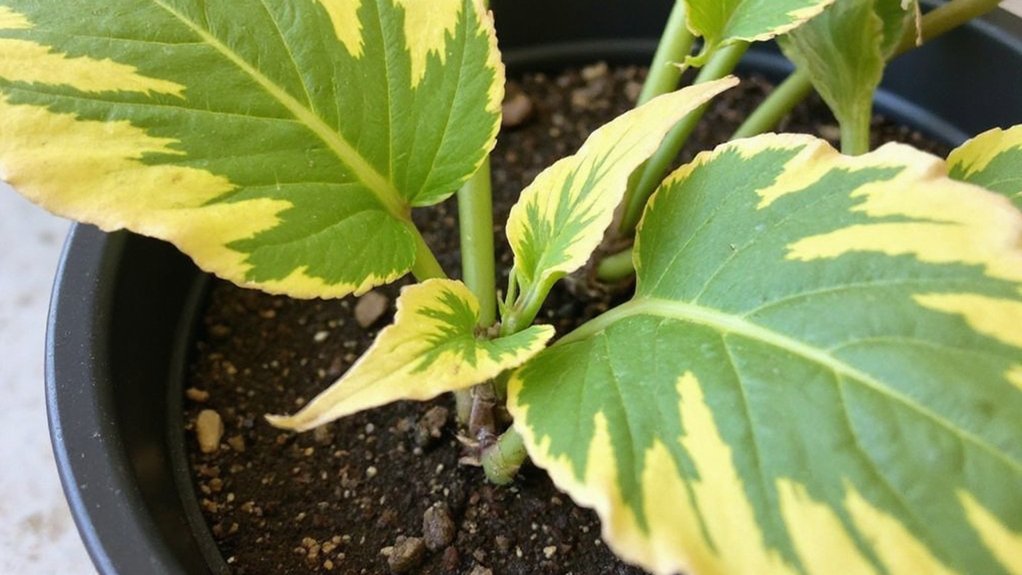 magnesium deficiency warning signs