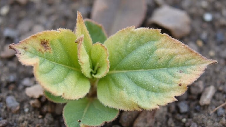 signs of potassium deficiency