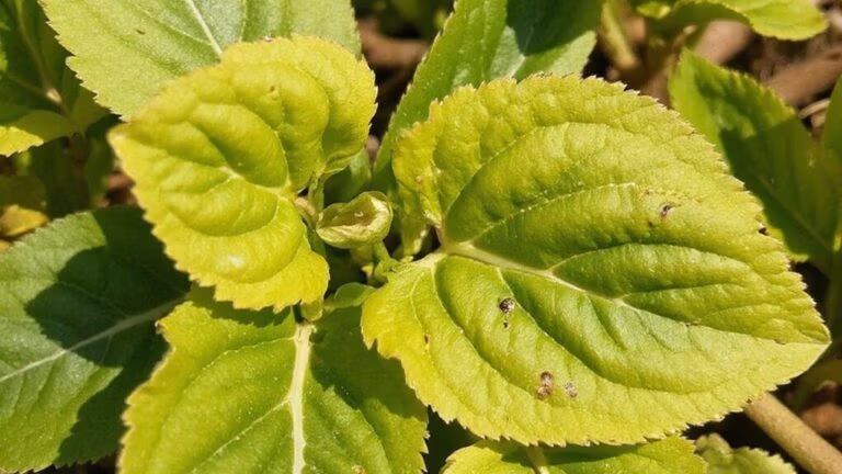 signs of zinc deficiency