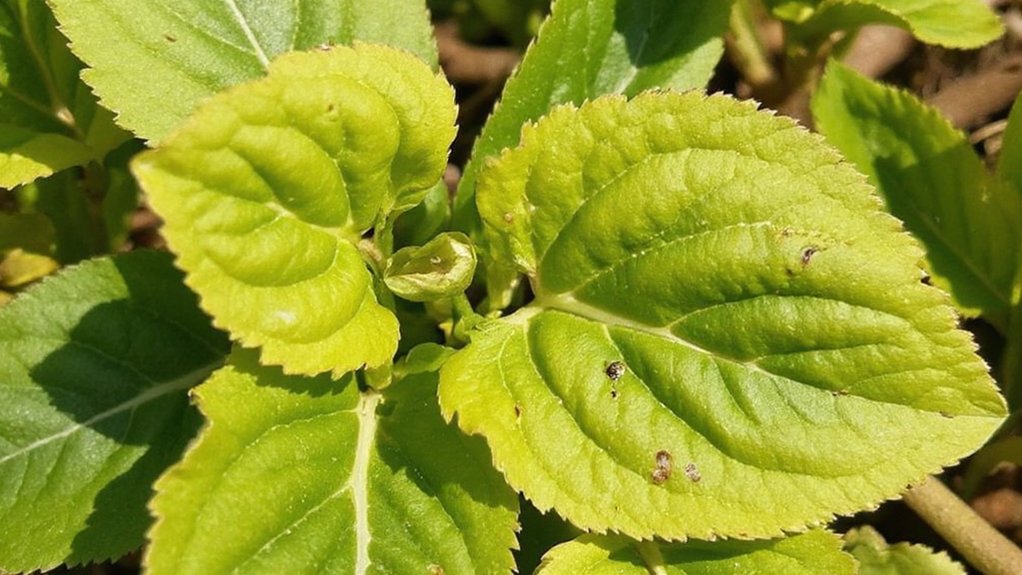 signs of zinc deficiency